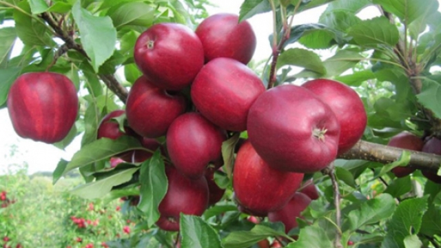 vetem-4-denare-per-kilogram-pld-ja-kerkon-qe-mollet-te-paguhen-te-pakten-12-denare-per-kilogram