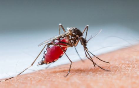 Tre raste të reja me Ethet e Nilit Perëndimor  Shtatë pacientë të hospitalizuar  njëri në gjendje të rëndë