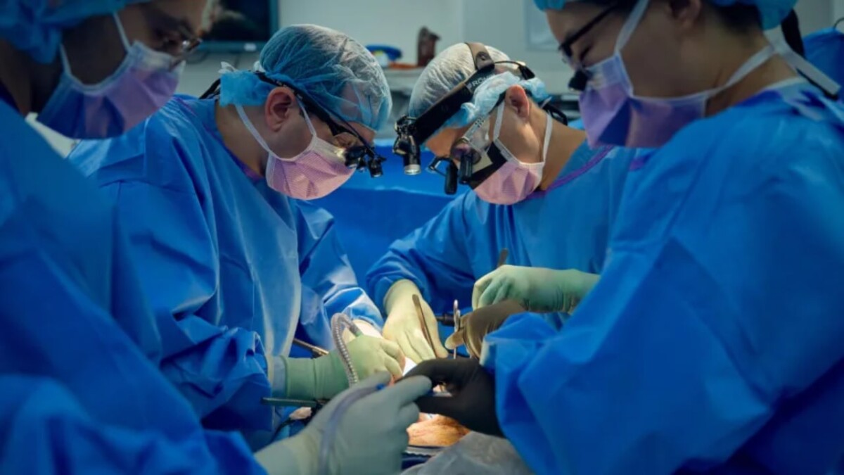 Shkencëtarët më afër se kurrë transplantit të veshkave të derrit te njerëzit