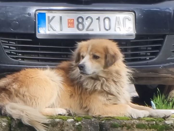 Mbeturinat  rrugët  qentë endacakë Çfarë presin kërçovarët nga kryetari i ri i komunës  