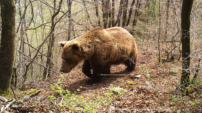 Parku Kombëtar  Mali Sharr   pjesë e projektit evropian për mbrojtjen e ariut të murrmë