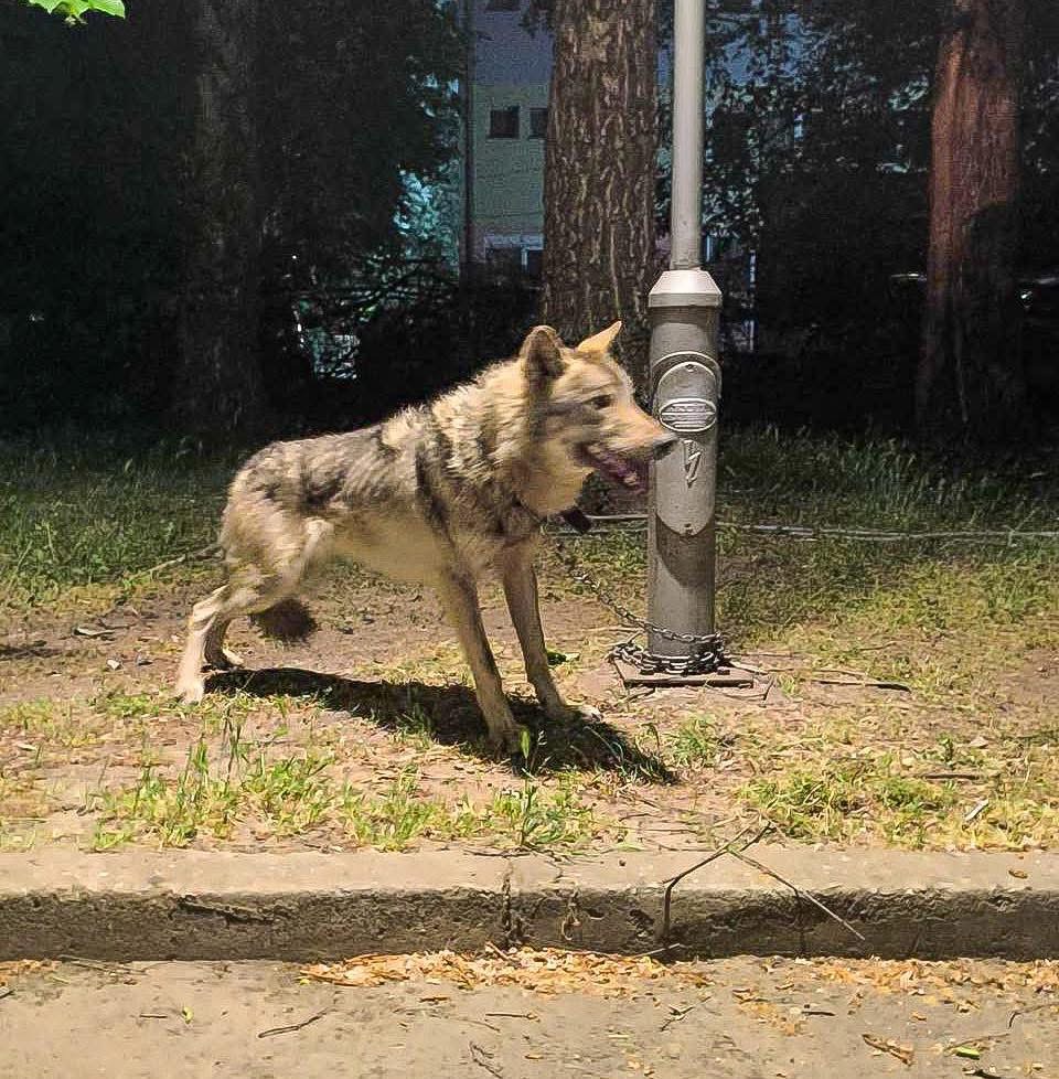 Ujk në lagje të Shkupit  dyshohet se mbahej ilegalisht