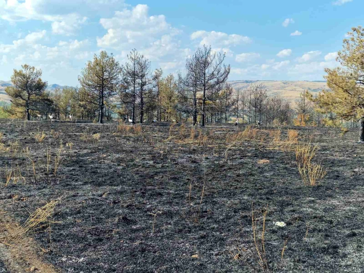 Pesë zjarre aktive në vend  më së shumti janë kapluar vegjetacioni i thatë dhe mbeturinat
