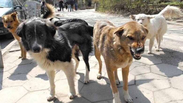 Struga pa strehimore për qentë endacakë  Përplasje mes komunës dhe këshilltarëve