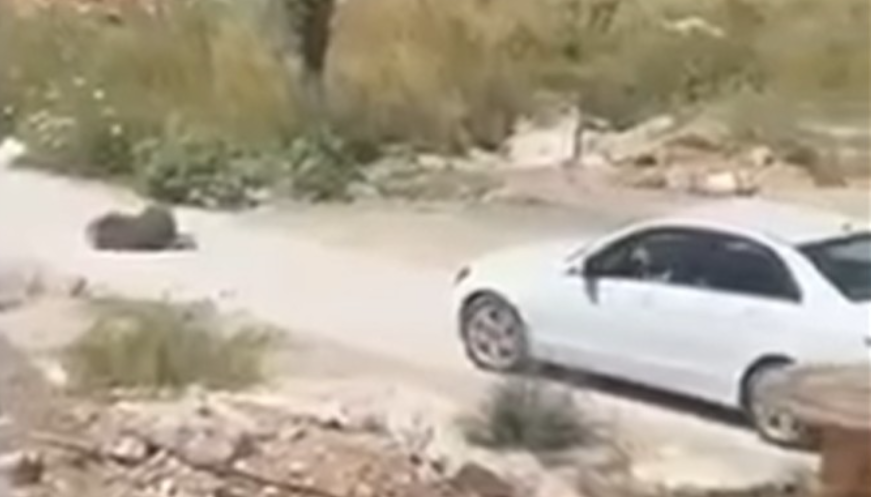 Vajza e gruas që u arrestua pasi shkeli qenin në Ulqin  Qeni i Sharrit e copëtoi qenin tonë dhe na sulmoi