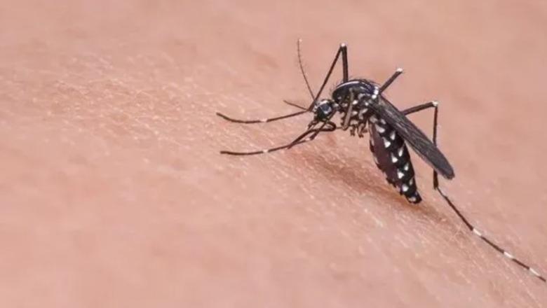 Epidemi e etheve të Nilit Perëndimor në 5 komuna të Shkupit  Nuk ekziston ilaç specifik  qytetarët të përdorin sprej kundër mushkonjave