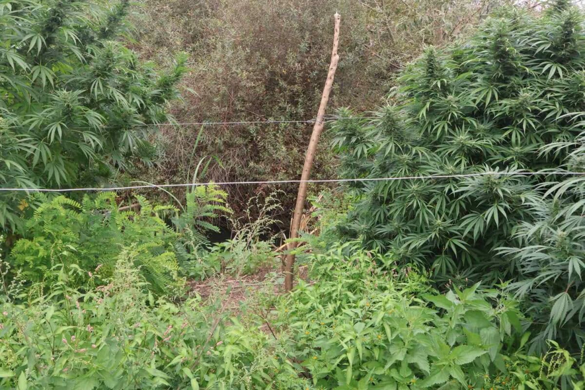 Policia e Maqedonisë zbulon plantacion të paligjshëm kanabisi  arrestohen dy persona