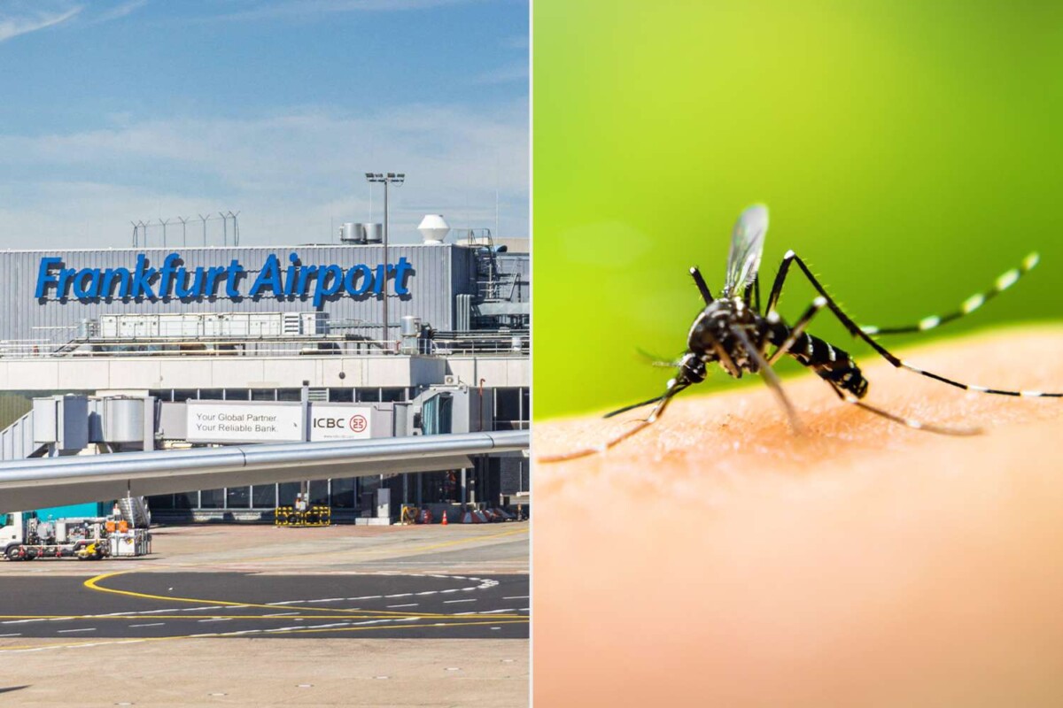 dy-viktima-nga-malaria-dyshime-per-mushkonjat-e-infektuara-prane-aeroportit-ne-frankfurt