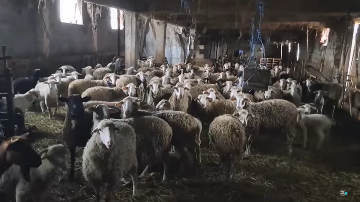 Bujqit të revoltua me neglizhencën e institucioneve  Mungesa e vaksinave kundër lisë rrezikon dhentë në Malin Sharr