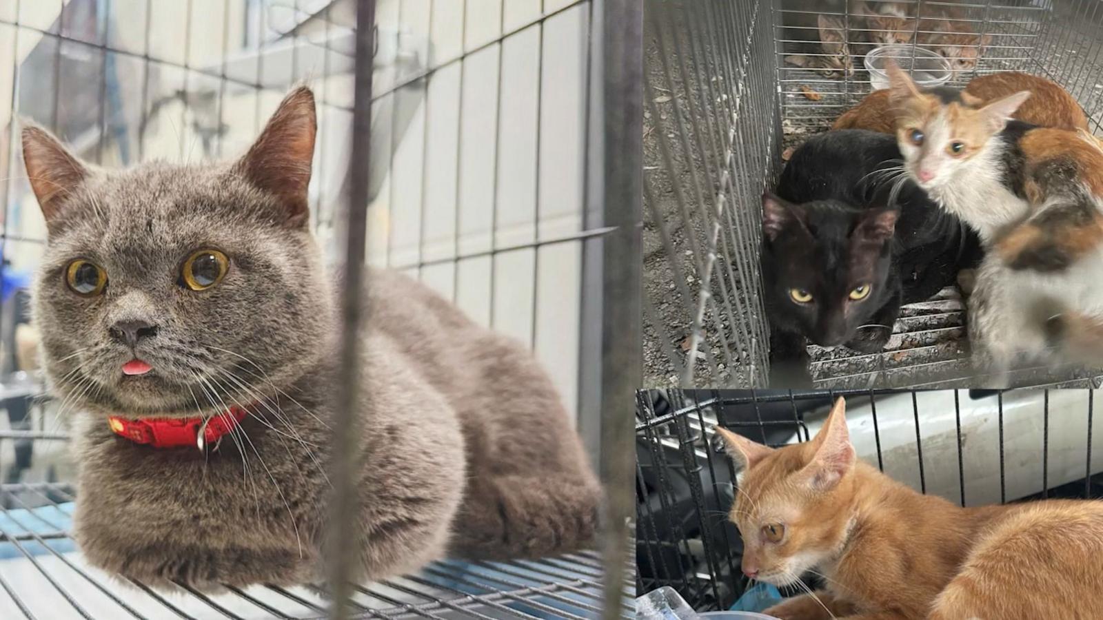 12 të arrestuar në Vietnam  dyshohet se vodhën rreth 2 700 mace për mish