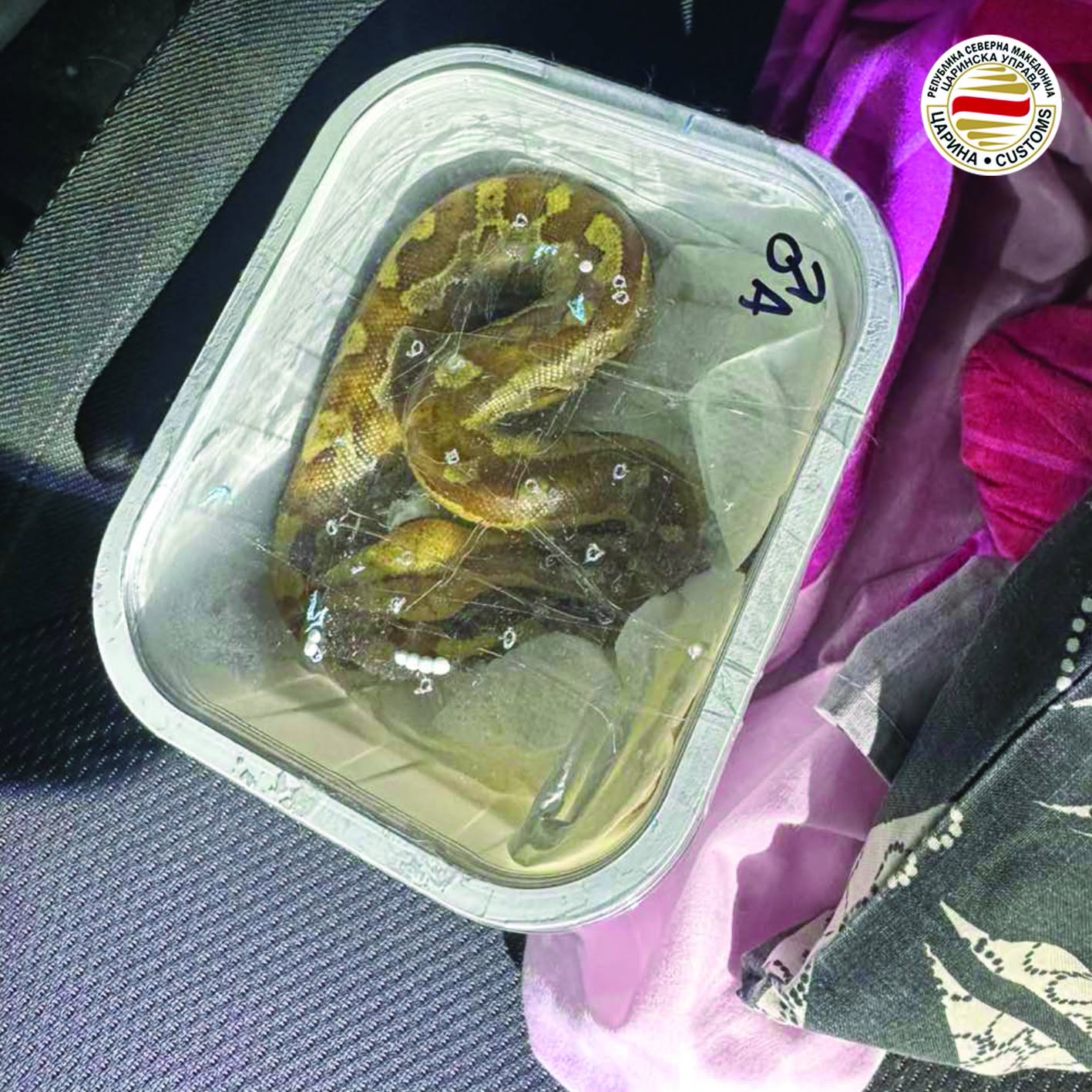 Dogana ndalon kontrabandën e gjarpërinjve  Mes tyre edhe specie helmuese