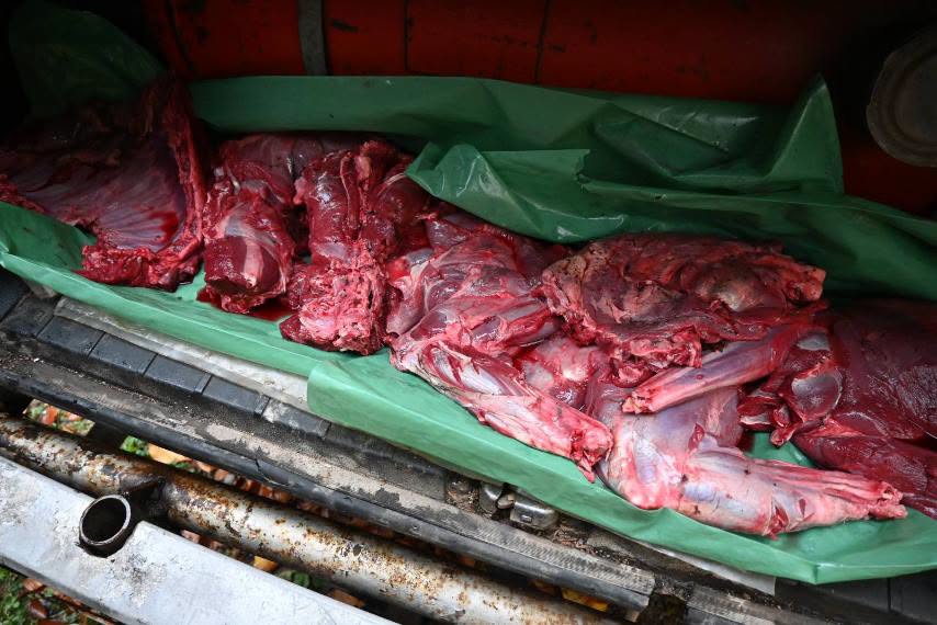 arrestohet-69-vjecari-i-sekuestrohen-pushke-gjahu-kurthe-dhe-13-kilograme-mish-kaprolli
