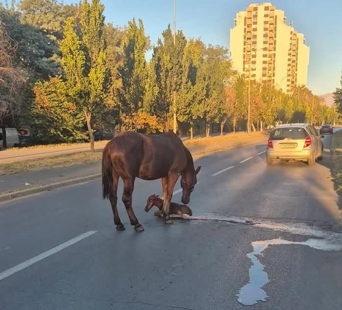 Pela dhe i vogli i saj që erdhi në jetë në mes të rrugës në Shkup  janë dërguar në Kopshtit Zoologjik