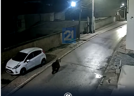 Sërish një ari te shkolla e Dobërdollit në Gostivar