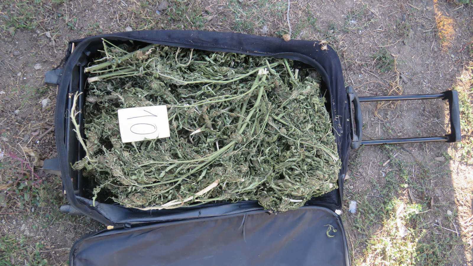  Task Force  kundër drogës  20 persona të arrestuar  Sekuestrohen qindra kilogramë marihuanë dhe kokainë