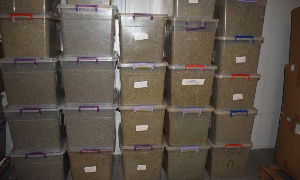 Mungojnë gati 8 tonë kanabis medicinal  kallëzim penal ndaj drejtuesit dhe kompanisë në Strumicë 