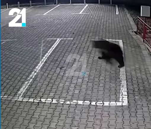 Ariu shfaqet në Debresh të Gostivarit  kamerat e sigurisë kapin pamjet